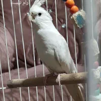 3عدد عروس هلندی البینو