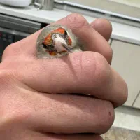 سهره /قناری /جوجه سهره