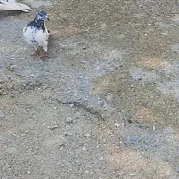 کورزین|پرنده|قشم, |دیوار