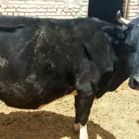 گاووگوساله