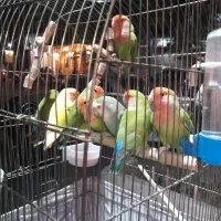طوطی|پرنده|تهران, نازیآباد|دیوار