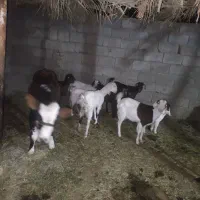 فروش چند  عدد بز و کره