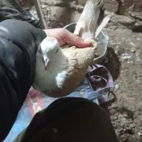 سبز|پرنده|نیشابور, شهرک رضوی|دیوار