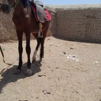 اسب|اسب و تجهیزات اسبسواری|نیمبلوک, |دیوار