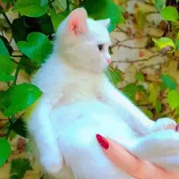بچه گربه اسکاتیش بریتیش