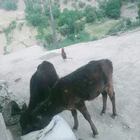 گوساله