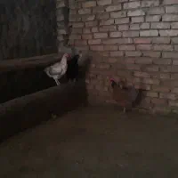 فروش مرغ و وار دم تخم