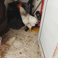 خروس سرحال و سالم