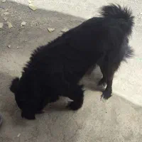 سگ اشپیتیز دو ساله ماده|سگ|رباط‌کریم, رباط‌کریم|دیوار