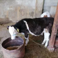 گوساله ماده