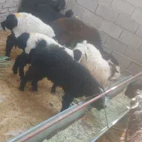 بره نر