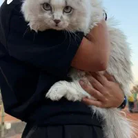 جفت گیری گربه