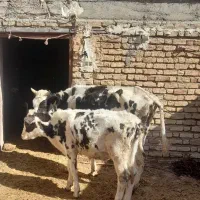 گوساله و گاو|حیوانات مزرعه|اصفهان, باغ نگاره|دیوار