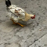 مرغ و خروس