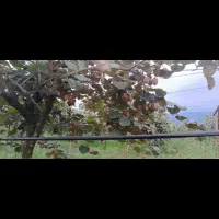 فروش باغ کیوی مناسب برای سرمایه گذاری