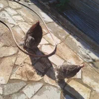 مرغ و خروس تزیینی و تخمی|حیوانات مزرعه|جلگه رخ, |دیوار