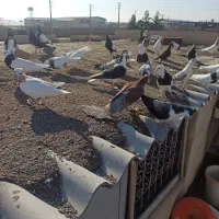 جوجه رنگه پرشی|پرنده|مشهد, شهرک صنعتی توس|دیوار