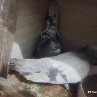 کبوتر|پرنده|رباط‌کریم, نصیرشهر|دیوار