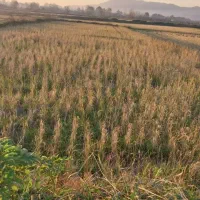 زمین کشاورزی مکانیزه|فروش زمین و ملک کلنگی|املش, |دیوار