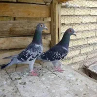 کبوتر کرباسک