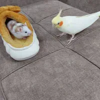 همستر۲ماهه|موش و خرگوش|رشت, پاره بیجار|دیوار