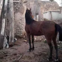 اسب مادیان|اسب و تجهیزات اسب‌سواری|زنجانرود, |دیوار