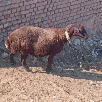 مالای گله