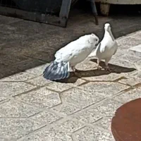 کبوتر دم سبز