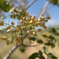 باغ-پسته