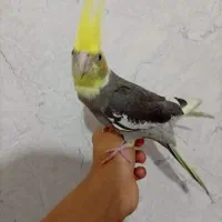 عروس هلندی دستی رام رام|پرنده|قزوین, |دیوار