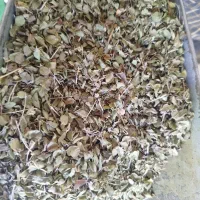 فروش اویشن
