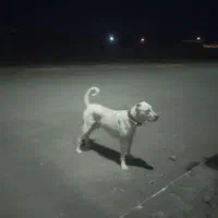 سگ گله ونگهبان