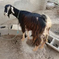 بزغاله