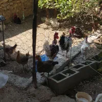مرغ و خروس محلی