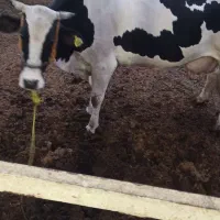 گاو زائیده|حیوانات مزرعه|هامون, |دیوار