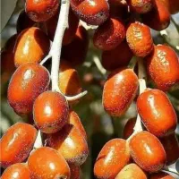 سنجد درخت مقاوم واقتصادی،در نهالستان ، گلخانه نهال