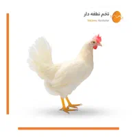 استخدام نیرو در استان گلستان