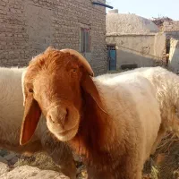 گوسفند|حیوانات مزرعه|زهک, |دیوار