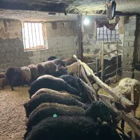 بره نر ماده