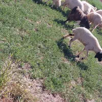 گوسفندوبرهشیشک|حیوانات مزرعه|نگار, |دیوار