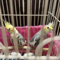 عروس هلندی مولد|پرنده|تهران, بازار|دیوار