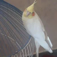 عروس هلندی نر ماده|پرنده|هشتگرد, هشتگرد قدیم|دیوار