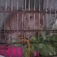 معاوضه خرگوش