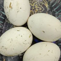 تخم قوغاز طبیعی