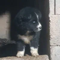 سگ ژرمن هاسکی