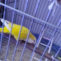 طوطی راهب با نمک  و خاص و یک جفت گیرینچیک مولد