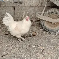 خروس مرندی سفید