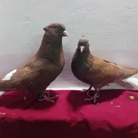 گبوتر قرمز دم سفید قرمز