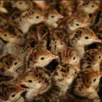 جوجه یکروزه بوقلمون بیوتی و برنز|حیوانات مزرعه|تهران, بلوار کشاورز|دیوار