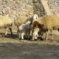 میش زایده و آبستن فروشی